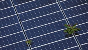 Plants grow through an array of solar panels in Fort Lauderdale, Florida