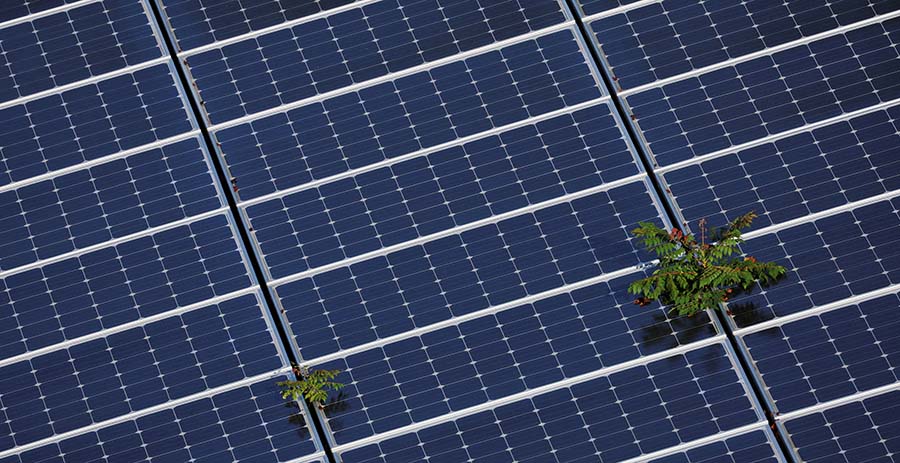 Judge blocks Trump limits on wind, solar permits